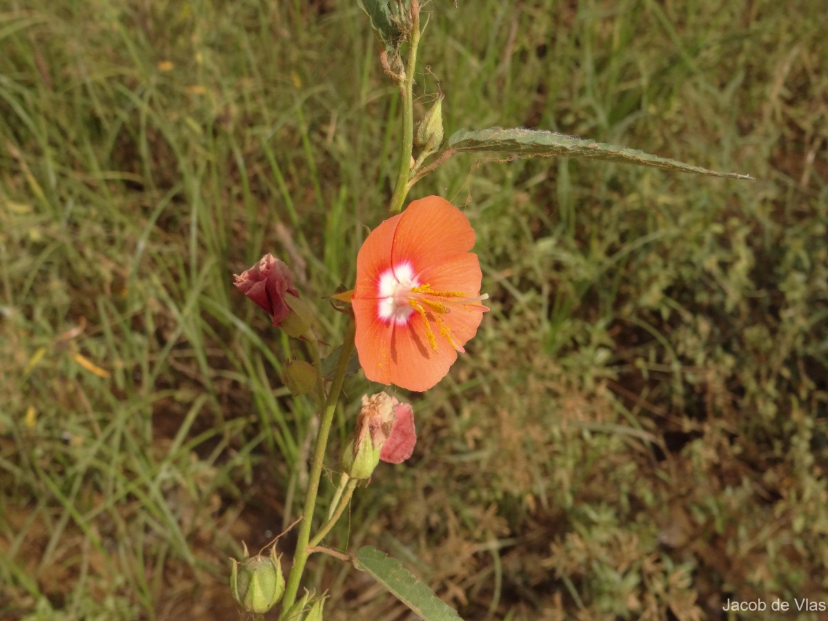 Pentapetes phoenicea L.